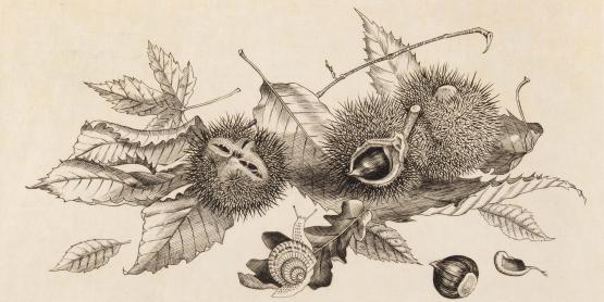 Châtaignes et escargots, burin, 1950 Hasegawa