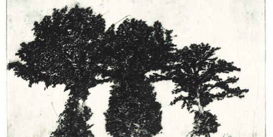 Les arbres de Bellac, pointe sèche sur zinc oxydé Bouharmont