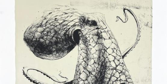 Quentin Garel - Octopus Quentin Garel